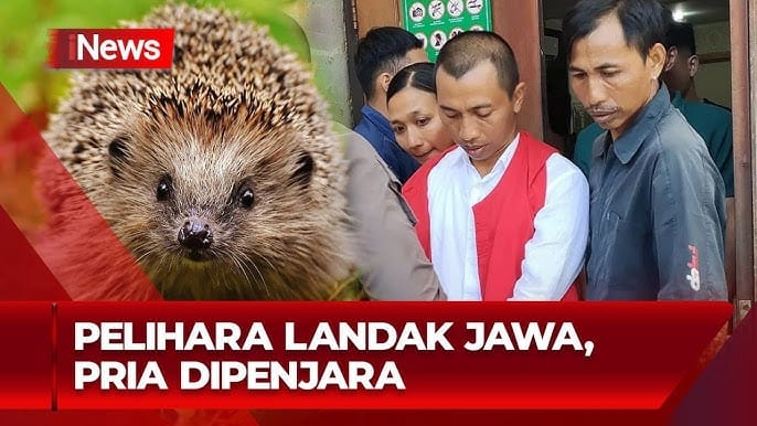 Kabar Gembira dari Bali! Hakim Putuskan Tahanan Warga yang Pelihara Landak Jawa, Sukena, Ditangguhkan!